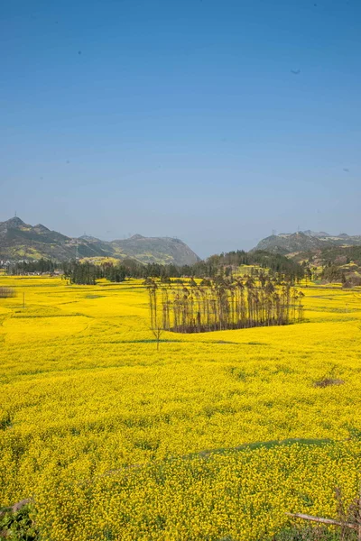 Bazi Luoping canola λουλούδι στο Δήμο Niujie — Φωτογραφία Αρχείου