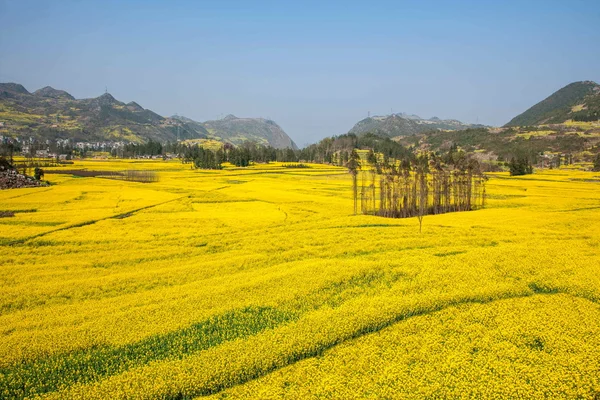 Bazi Luoping canola λουλούδι στο Δήμο Niujie — Φωτογραφία Αρχείου