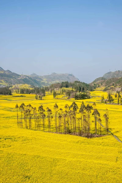 Bazi Luoping flor de canola en Niujie Township —  Fotos de Stock