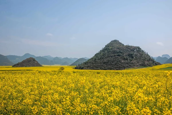 Luoping flor de canola em um pequeno pedaço de flores Bazi — Fotografia de Stock