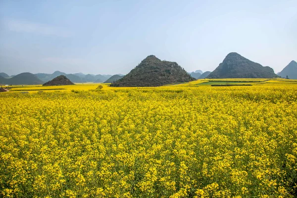 Luoping canola λουλούδι σε ένα μικρό μπάλωμα λουλουδιών Bazi — Φωτογραφία Αρχείου