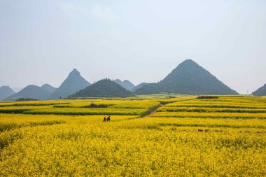 Luoping kanola çiçek çiçek bazı küçük bir yama üzerinde