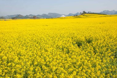 Luoping kanola çiçek çiçek bazı küçük bir yama üzerinde