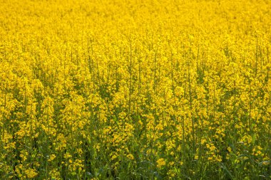 Luoping kanola çiçek çiçek bazı küçük bir yama üzerinde