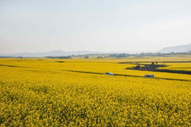 Luoping kanola çiçek çiçek bazı küçük bir yama üzerinde
