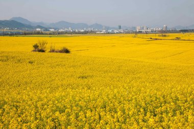 Luoping kanola çiçek çiçek bazı küçük bir yama üzerinde