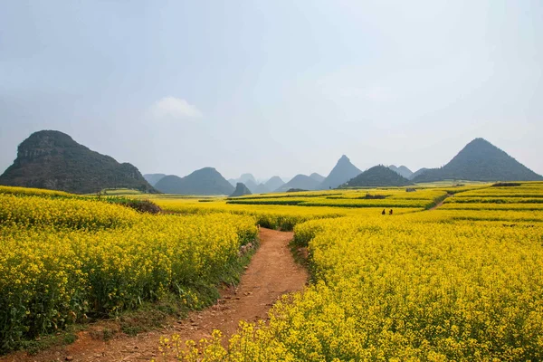 Luoping canola flower on a small patch of flowers Bazi — Stock Photo, Image