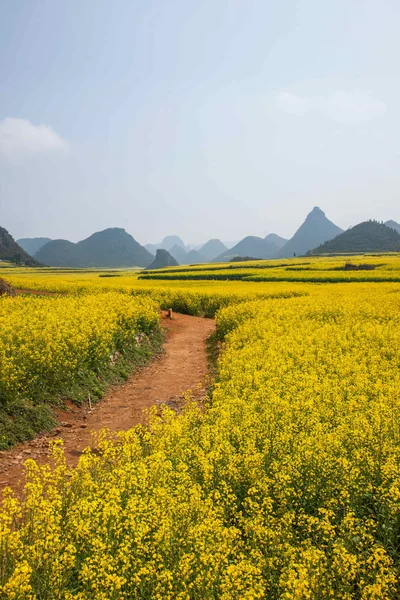 罗平油菜花上一小片花草八字 — 图库照片