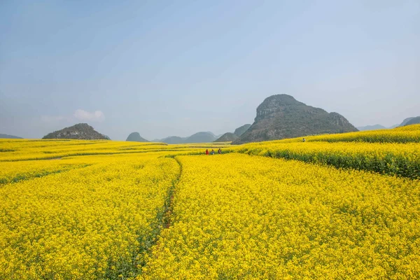 Luoping canola λουλούδι σε ένα μικρό μπάλωμα λουλουδιών Bazi — Φωτογραφία Αρχείου