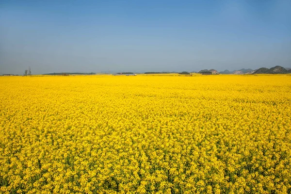 花八字の小さいパッチの羅平菜種の花 — ストック写真