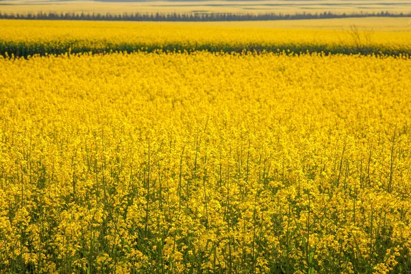 Luoping canola flower on a small patch of flowers Bazi — Stock Photo, Image