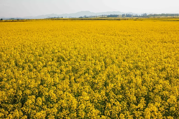 罗平油菜花上一小片花草八字 — 图库照片