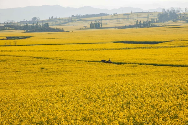 Luoping canola λουλούδι σε ένα μικρό μπάλωμα λουλουδιών Bazi — Φωτογραφία Αρχείου