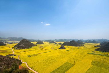 Kanola çiçek Luoping horoz tepe altında