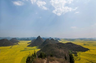 Kanola çiçek Luoping horoz tepe altında