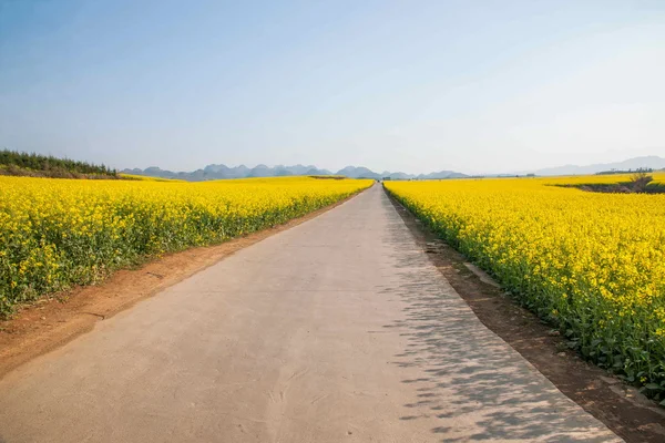 Luoping pequeño parche de flores de canola de flores en el lado de las carreteras rurales Bazi —  Fotos de Stock