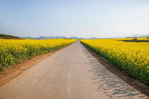 Luoping small flower canola flower patch on the side of rural roads Bazi — Stock Photo, Image
