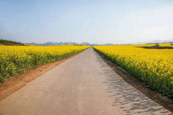 Luoping pequeño parche de flores de canola de flores en el lado de las carreteras rurales Bazi —  Fotos de Stock