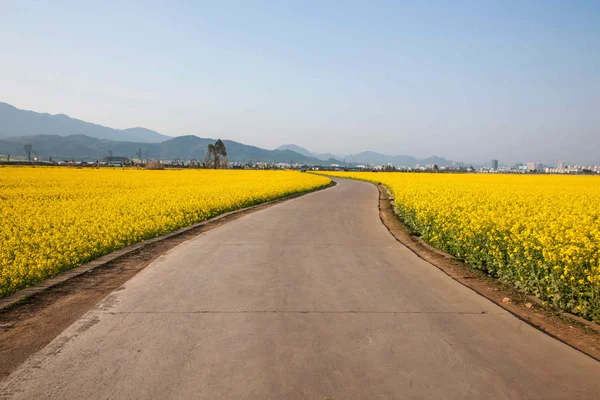 Luoping pequeño parche de flores de canola de flores en el lado de las carreteras rurales Bazi —  Fotos de Stock