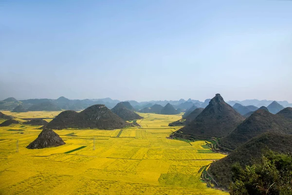 Fiore di canola Gallo Luoping sotto la vetta — Foto Stock