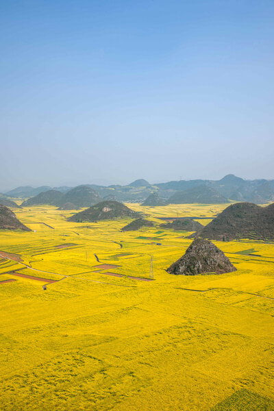 Canola flower Luoping Rooster under the peak