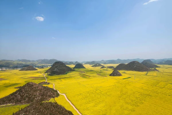 Fiore di canola Gallo Luoping sotto la vetta — Foto Stock