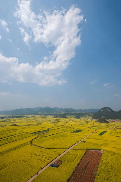 Kanola çiçek Luoping horoz tepe altında