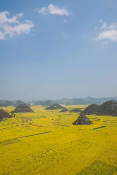 Canola flor Luoping Galo sob o pico — Fotografia de Stock