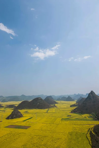 Flor de canola Gallo Luopante bajo el pico — Foto de Stock