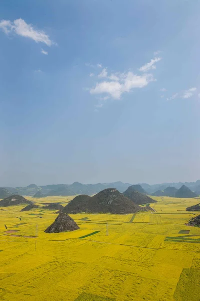 Flor de canola Gallo Luopante bajo el pico — Foto de Stock