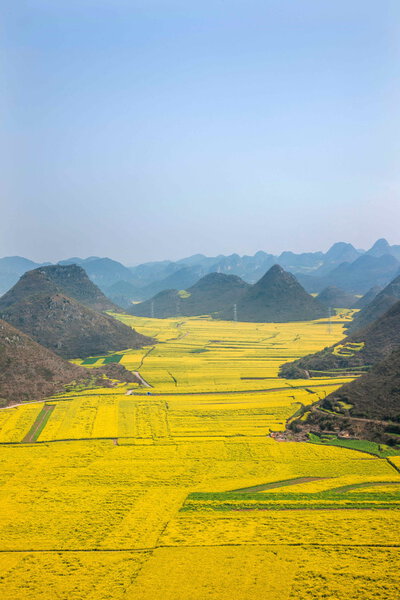 Canola flower Luoping Rooster under the peak