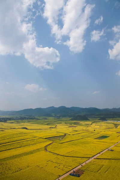 油菜花罗平金鸡峰下 — 图库照片