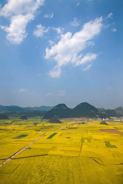 Canola flower Luoping Rooster under the peak