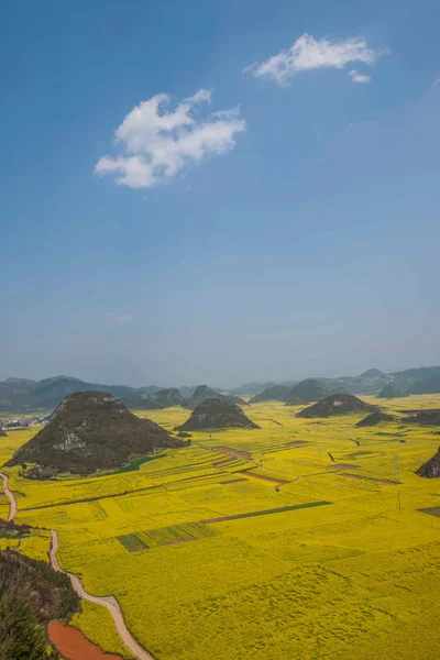 Fleur de canola Coq luope sous le pic — Photo