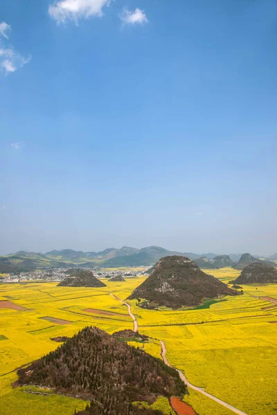 Canola flor Luoping Galo sob o pico — Fotografia de Stock