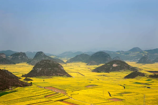 Kanola çiçek Luoping horoz tepe altında