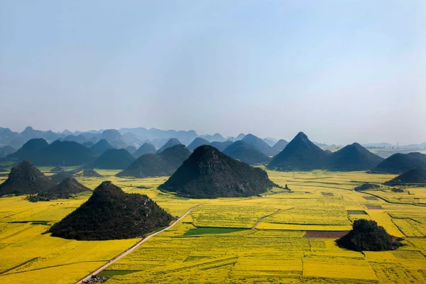 Canola flower Luoping Rooster under the peak — Stock Photo, Image