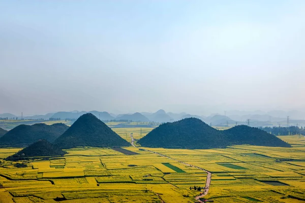 Canola flower Luoping Rooster under the peak — Stock Photo, Image