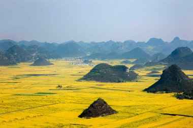 Kanola çiçek Luoping horoz tepe altında