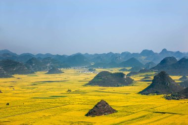 Kanola çiçek Luoping horoz tepe altında