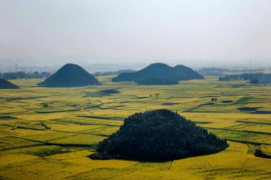 Kanola çiçek Luoping horoz tepe altında