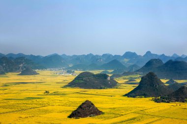Kanola çiçek Luoping horoz tepe altında