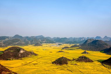 Kanola çiçek Luoping horoz tepe altında