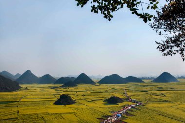 Kanola çiçek Luoping horoz tepe altında