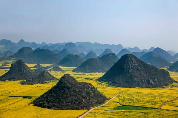 Rapsblume lupft Hahn unter dem Gipfel — Stockfoto