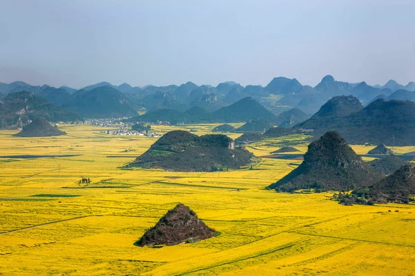 Kanola çiçek Luoping horoz tepe altında