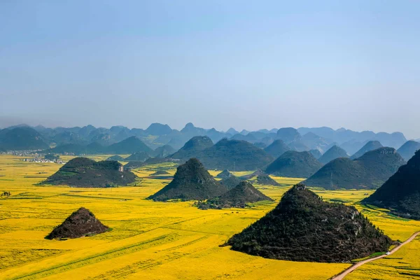 Rapsblume lupft Hahn unter dem Gipfel — Stockfoto