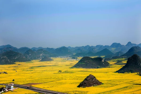 Canola ดอกไม้ Luoping ไก่ภายใต้จุดสูงสุด — ภาพถ่ายสต็อก