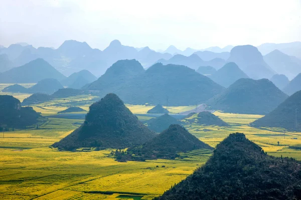 Canola flower Luoping Rooster under the peak — Stock Photo, Image