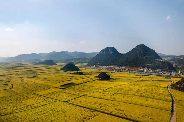 Fiore di canola Gallo Luoping sotto la vetta — Foto Stock